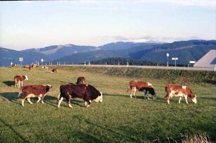 Schauinsland: Feldberg mit Schneehaube; Vordergrund weidende Kühe