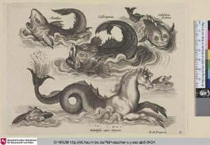 Acanthus; Callionymus; Delphinus fictitius; Fabulosus equus Neptuni [Acanthus, Callionymus, fiktionaler Delphin und fiktionales Seeross; A Callionymid, Fictional Dolphin, and a Fantasy Seahorse]