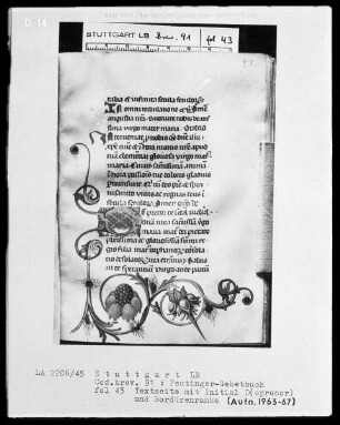 Gebetbuch des Konrad Peutinger — Initiale D mit anschließender Blumenranke, Folio 43recto