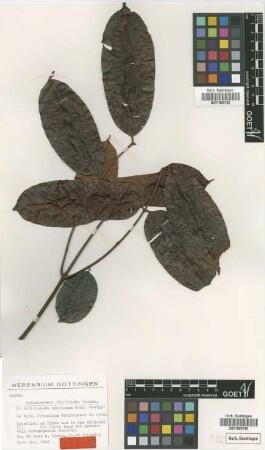 Dolichonema speciosum Nees [isotype]