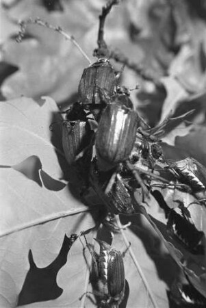 Feldmaikäfer "Melontha Melontha" bei den Landessammlungen für Naturkunde/Museum am Friedrichsplatz
