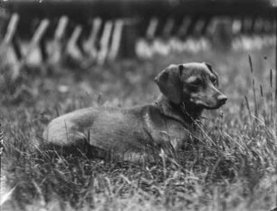 Dachshund : Ein Kurzhaar-Dackel mit dem Namen Puck.