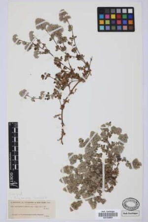 Polycarpaea latifolia Poir.