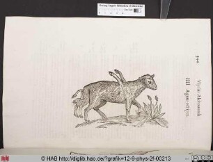 Agnus octipes.