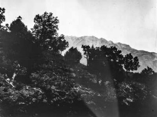 Lichter Eichenwald und Los Picos : Blick auf lichten Eichenwald an einem Berghang mit Gebirge im Hintergrund