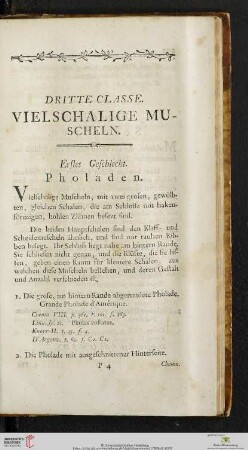 Dritte Classe: Vielschalige Muscheln