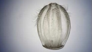 Beroe cucumis Sylt 2013