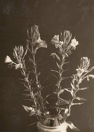 Gemeine Nachtkerze (Oenothera biennis), am Abend desselben Tages