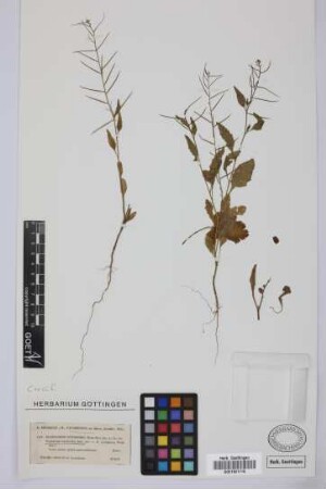 Sisymbrium erysimoides Desf.