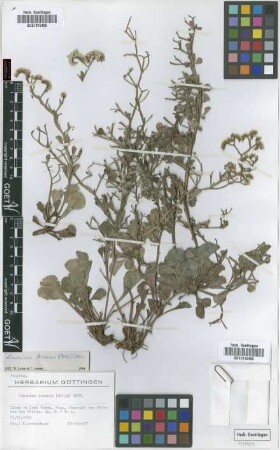 Limonium braunii (Bolle) A.Chev.