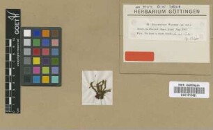 Holomitrium wrightii Sull. [isotype]