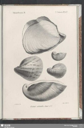 Pl. 477