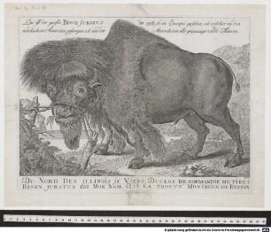 Dis ist der grosse Bison Jubatus der erste so in Europa, gesehen ist, welcher in den nordlichen Amerika gefangen ist und der starckste von alle[n] grimmige[n] wilde[n] Thieren.