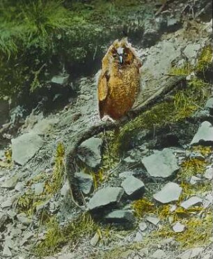 Vögel. Waldohreule (Asio otus)