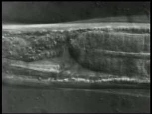 Xiphinema index (Nematoda) - Saugen an Wurzeln von Sämlingen (Feige)