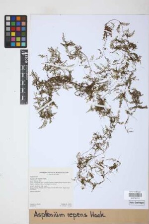Asplenium repens Hook.