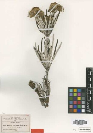 Liabum cervinum B.L.Rob. [isotype]
