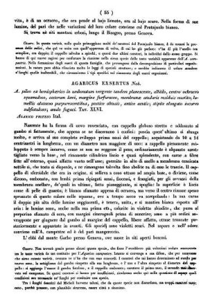 Agaricus Exsertus Nob.