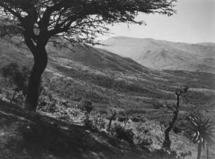 Savannenvegetation : Savannenvegetation im Hochland Südafrikas