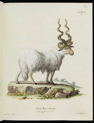 CCXCI. B. Ovis Aries Linn. Strepficeros. b.