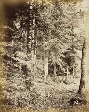 Im Wald