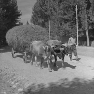 Alltagsbild. Bauer mit Ochsengespann unterwegs in Bansko