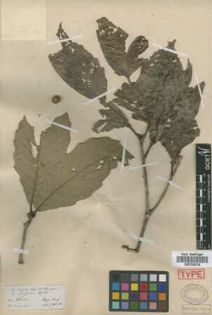 Quercus griffithii Hook.f. & Thomson ex Miq.