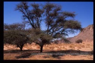 (oberes) Wadi Hamra, Acacia