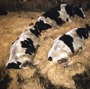 Fotografie: Stallsystem, Milchviehhaltung, Gruppenhaltung, Einstreu, Halsbandtransponder