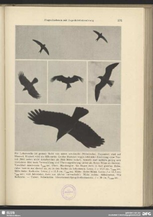 Fliegende Kolkrabe