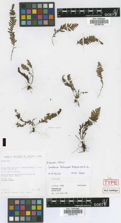 Ceradenia kalawayae M.Kessler & A.R.Sm. [isotype]