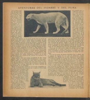 Aventuras del hombre y del puma