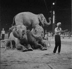 Unsterblicher Zirkus : Elefantendressur des Ceylonesen Banda Vidane