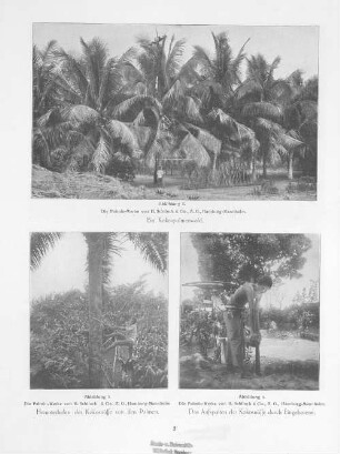 Ein Kokospalmenwald. Herunterholen der Kokosnüsse von den Palmen. Das Aufspalten der Kokosnüsse durch Eingeborene.
