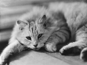 Katze liegend