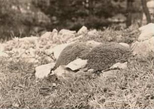 Dresden. Saxifragaceen: Polster von Saxifraga apiculata. Alpinum des Botanischen Gartens