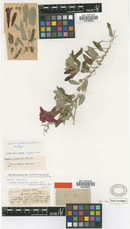 Ipomoea jalapoides Griseb. [type]