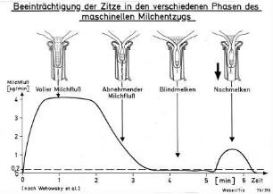Beeinträchtigung der Zitze in den verschiedenen Phasen des maschinellen Milchentzugs