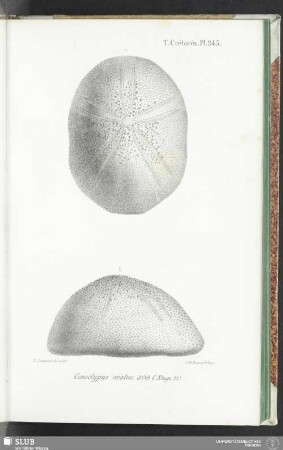 Pl. 945