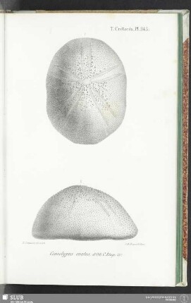 Pl. 945