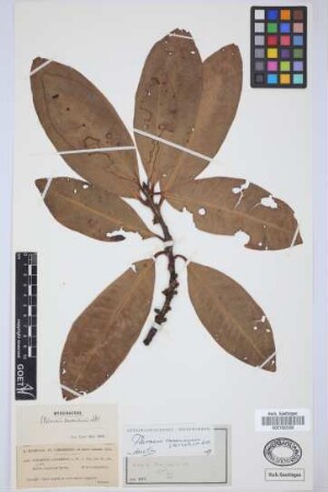 Pleiomeris canariensis (Willd.) A. DC.