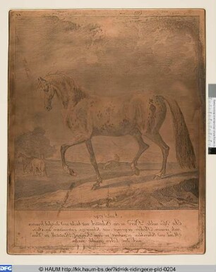 Anno 1740 ist dises noble Pferd so ein Schimmel mit liecht und dunkel braunen