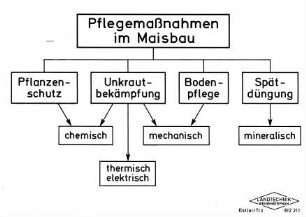 Pflegemaßnahmen im Maisbau