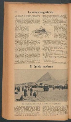 La mosca langosticida
