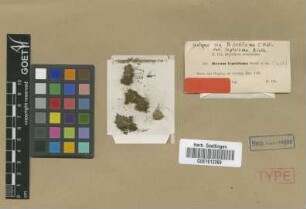 Bryum oediloma Müll.Hal. var. Broth. leptoloma[isotype]