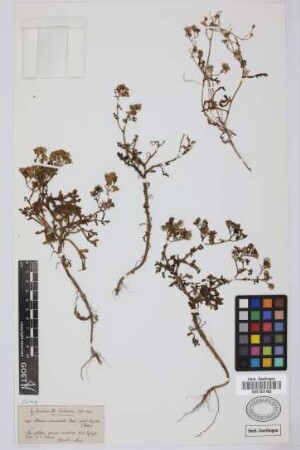 Senecio incrassatus Lowe