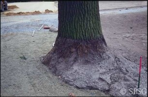 Königs Wusterhausen, Dokumentation zur Wiederherstellung, Beschädigung der Eiche im Parterre.