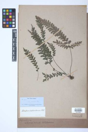 Adiantum melanoleucum Willd.