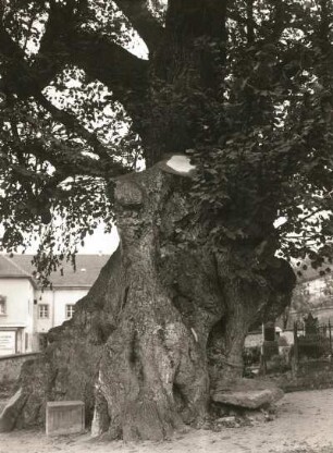 Friedhofslinde in Collm bei Oschatz, sogenannte Gerichtslinde