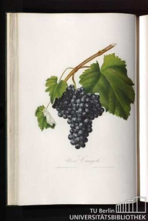 Uva Canaiola
